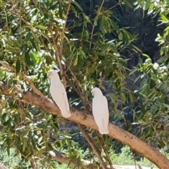 Cacatua sanguinea (Little Corella) at Wunaamin Miliwundi Ranges, WA - 12 Sep 2024 by Mike