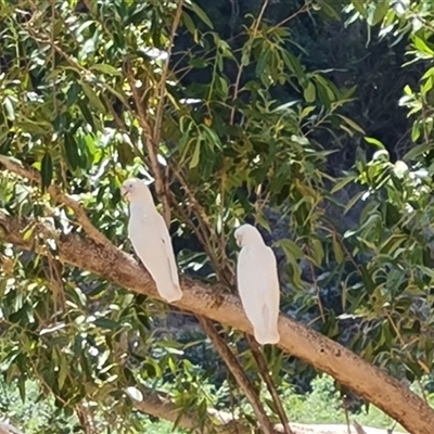 Cacatua sanguinea (Little Corella) at Wunaamin Miliwundi Ranges, WA - 12 Sep 2024 by Mike