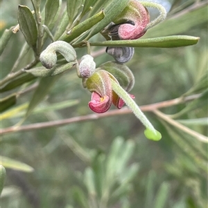 Grevillea arenaria subsp. arenaria at Bungonia, NSW - 11 Sep 2024