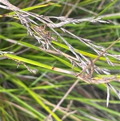 Lepidosperma gunnii (Little Sword-sedge) at Bungonia, NSW - 11 Sep 2024 by JaneR