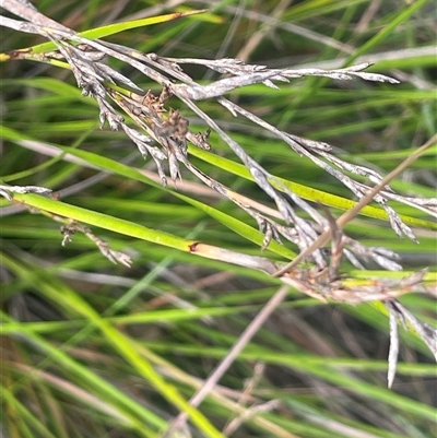 Lepidosperma gunnii (Little Sword-sedge) at Bungonia, NSW - 11 Sep 2024 by JaneR