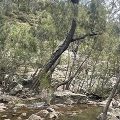 Casuarina cunninghamiana subsp. cunninghamiana (River She-Oak, River Oak) at Bungonia, NSW - 11 Sep 2024 by JaneR