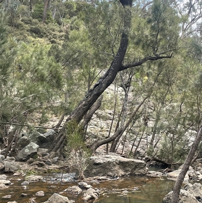 Casuarina cunninghamiana subsp. cunninghamiana (River She-Oak, River Oak) at Bungonia, NSW - 11 Sep 2024 by JaneR