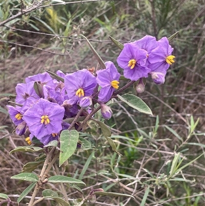 Solanum celatum at Bungonia, NSW - 11 Sep 2024 by JaneR