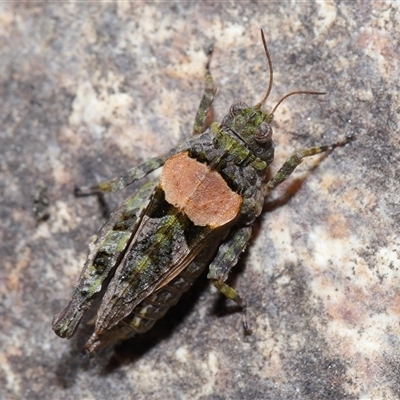 Tetrigidae (family) (Pygmy grasshopper) at Tharwa, ACT - 21 Aug 2024 by TimL