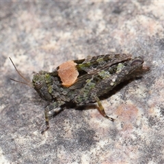 Tetrigidae (family) at Tharwa, ACT - 21 Aug 2024 01:39 PM