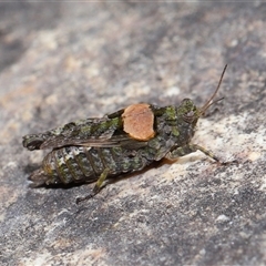 Tetrigidae (family) at Tharwa, ACT - 21 Aug 2024 01:39 PM