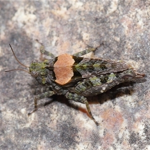 Tetrigidae (family) at Tharwa, ACT - 21 Aug 2024 01:39 PM