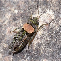 Tetrigidae (family) at Tharwa, ACT - 21 Aug 2024 01:39 PM