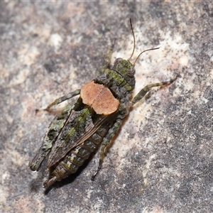 Tetrigidae (family) at Tharwa, ACT - 21 Aug 2024