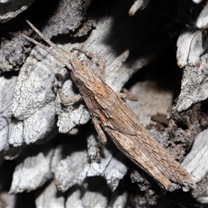 Coryphistes ruricola at Watson, ACT - 1 Sep 2024 01:21 PM