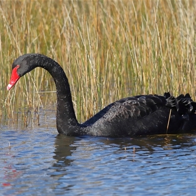 Cygnus atratus (Black Swan) at Forde, ACT - 29 Jun 2024 by TimL