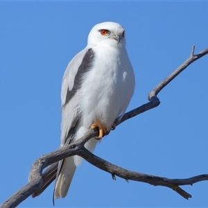 Elanus axillaris at Throsby, ACT - 13 Jul 2024