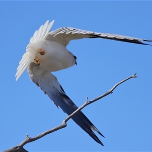 Elanus axillaris at Throsby, ACT - 13 Jul 2024