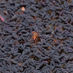 Bdellidae sp. (family) at Forde, ACT - 9 Jul 2024 02:27 PM