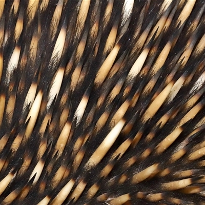 Tachyglossus aculeatus (Short-beaked Echidna) at Forde, ACT - 29 Jun 2024 by TimL