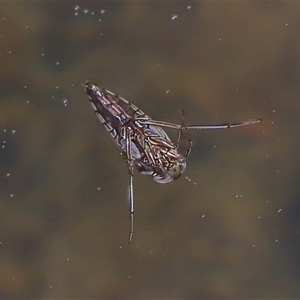 Enithares sp. (genus) at Tharwa, ACT - 10 Aug 2024