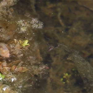 Enithares sp. (genus) at Tharwa, ACT - 10 Aug 2024