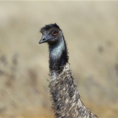 Dromaius novaehollandiae (Emu) at Kambah, ACT - 28 Aug 2024 by TimL