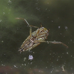 Enithares sp. (genus) at Tharwa, ACT - 21 Aug 2024