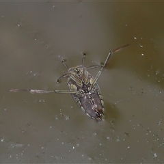 Enithares sp. (genus) at Tharwa, ACT - 21 Aug 2024