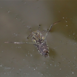 Enithares sp. (genus) at Tharwa, ACT - 21 Aug 2024 01:28 PM