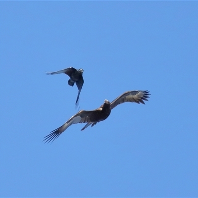 Aquila audax (Wedge-tailed Eagle) at Throsby, ACT - 24 Aug 2024 by TimL