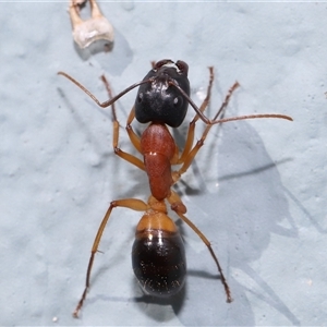 Camponotus consobrinus at Acton, ACT - 7 Aug 2024 01:30 PM