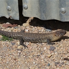 Egernia cunninghami (Cunningham's Skink) at Forde, ACT - 7 Sep 2024 by TimL