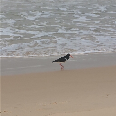 Haematopus longirostris (Australian Pied Oystercatcher) at Seal Rocks, NSW - 8 Sep 2024 by immyw