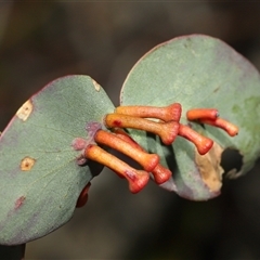 Unverified Eucalyptus Gall at Tharwa, ACT - 21 Aug 2024 by TimL