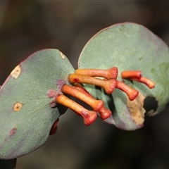 Unidentified Eucalyptus Gall at Tharwa, ACT - 21 Aug 2024 by TimL