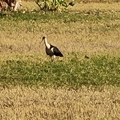 Threskiornis spinicollis (Straw-necked Ibis) at Saint George Ranges, WA - 13 Sep 2024 by Mike