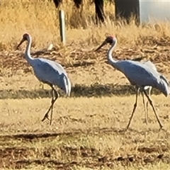 Grus rubicunda (Brolga) at Saint George Ranges, WA - 12 Sep 2024 by Mike