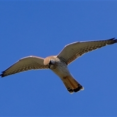 Falco cenchroides (Nankeen Kestrel) at Strathnairn, ACT - 4 Sep 2024 by Kurt