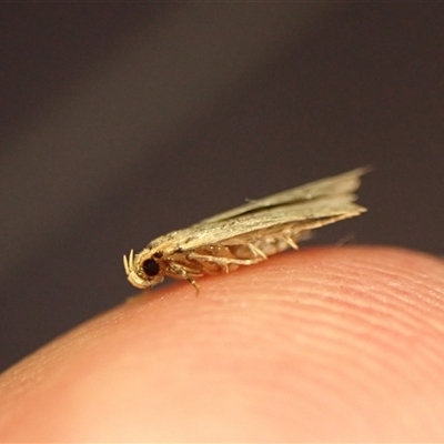 Hoplostega ochroma (a Eulechria Group moth) at Cook, ACT - 4 Sep 2024 by CathB