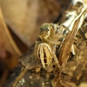 Maratus scutulatus at Cook, ACT - suppressed