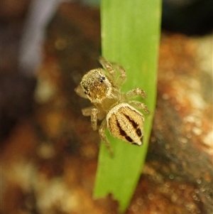 Maratus scutulatus at Cook, ACT - suppressed