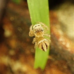 Maratus scutulatus at Cook, ACT - suppressed