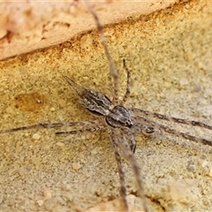 Tamopsis fickerti (Two-tailed spider) at Cook, ACT - 5 Sep 2024 by CathB