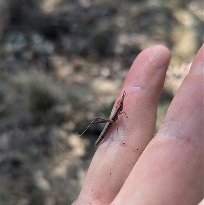 Keyacris scurra (Key's Matchstick Grasshopper) at Kambah, ACT - 13 Sep 2024 by JP95