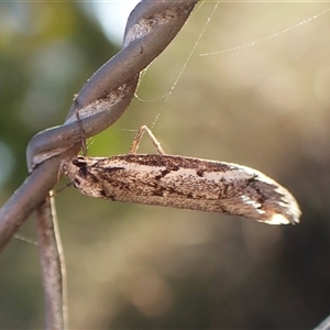 Philobota stella at Cook, ACT - 5 Sep 2024