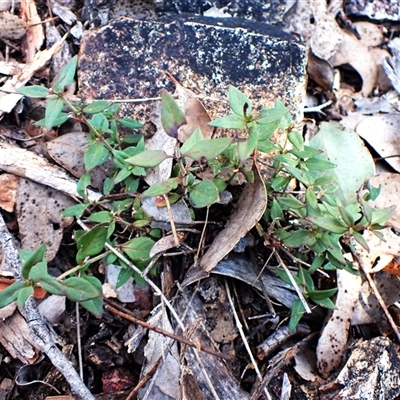 Opercularia hispida (Hairy Stinkweed) at Aranda, ACT - 7 Sep 2024 by CathB