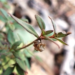 Opercularia hispida at Aranda, ACT - 7 Sep 2024