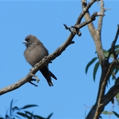 Artamus cyanopterus (Dusky Woodswallow) at Symonston, ACT - 12 Sep 2024 by CallumBraeRuralProperty