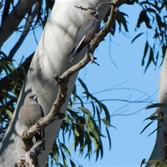 Artamus cyanopterus at Symonston, ACT - 13 Sep 2024