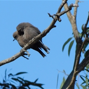 Artamus cyanopterus at Symonston, ACT - 13 Sep 2024