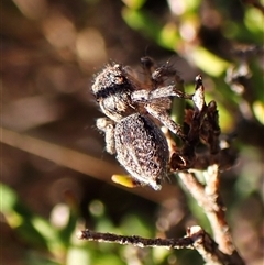 Maratus chrysomelas at Aranda, ACT - 7 Sep 2024 03:09 PM