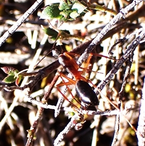 Camponotus nigriceps at Aranda, ACT - 7 Sep 2024 02:56 PM