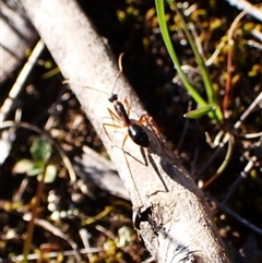 Camponotus nigriceps at Aranda, ACT - 7 Sep 2024 02:56 PM